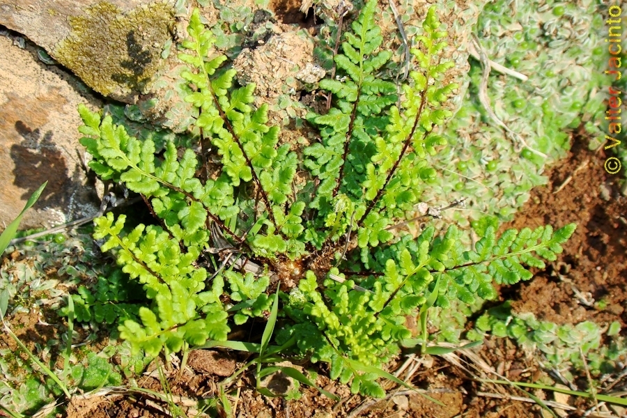 Oeosporangium pteridioides