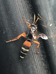 Ichneumon ambulatorius