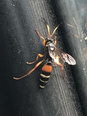 Ichneumon ambulatorius