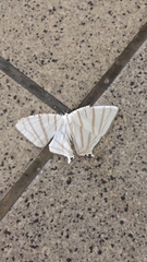 Urapteroides astheniata