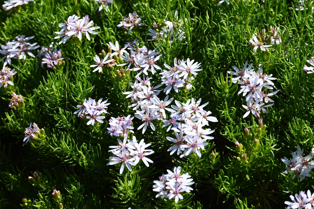 Olearia glutinosa; photograph (c) jirau, some rights reserved (CC BY-SA)