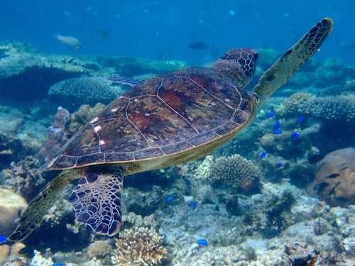 Green Sea Turtle