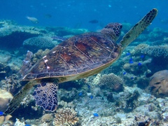 Green Sea Turtle