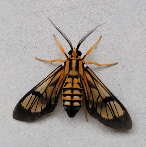 Leucotmemis torrida