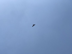Milvus migrans