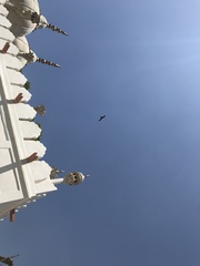 Milvus migrans