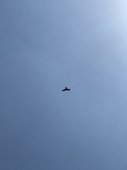 Milvus migrans