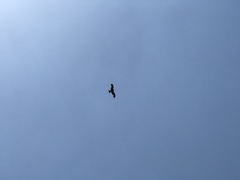 Milvus migrans