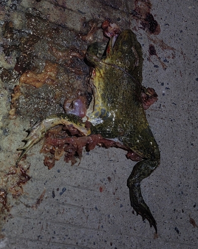 East Asian Bullfrog