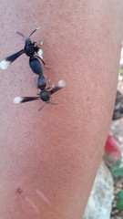 Myrmecopsis strigosa