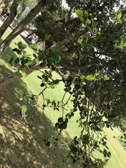 Luma apiculata