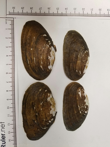 Ouachita Kidneyshell