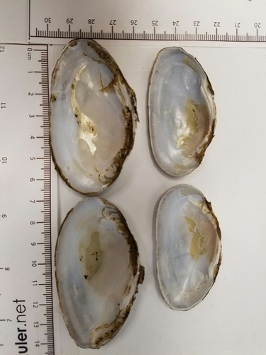 Ouachita Kidneyshell