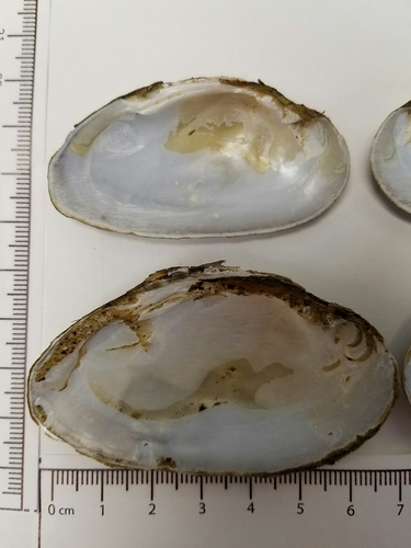 Ouachita Kidneyshell