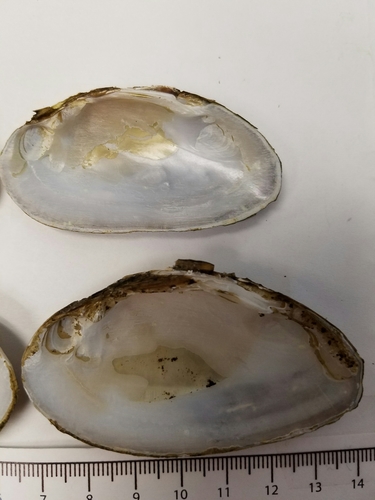 Ouachita Kidneyshell