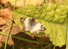 Heliopetes omrina