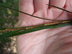 Earina mucronata