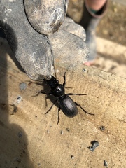 Mecodema spiniferum