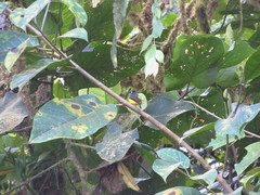 Myiotriccus ornatus