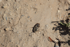 Melectoides triseriatus