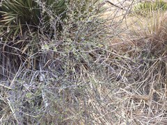 Olearia bullata
