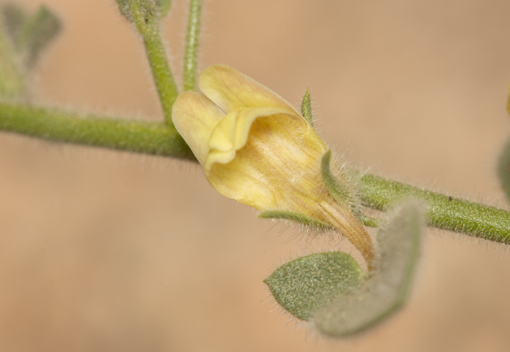 Nanorrhinum acerbianum