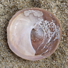 Sigapatella terraenovae