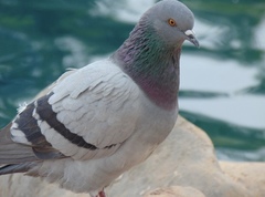 Columba livia
