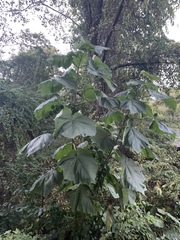 Paulownia tomentosa