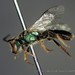 Caenohalictus - Photo (c) conabio_bancodeimagenes, some rights reserved (CC BY-NC-ND)