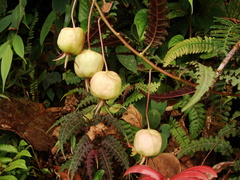 Burmeistera pterifolia