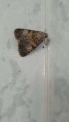Melipotini