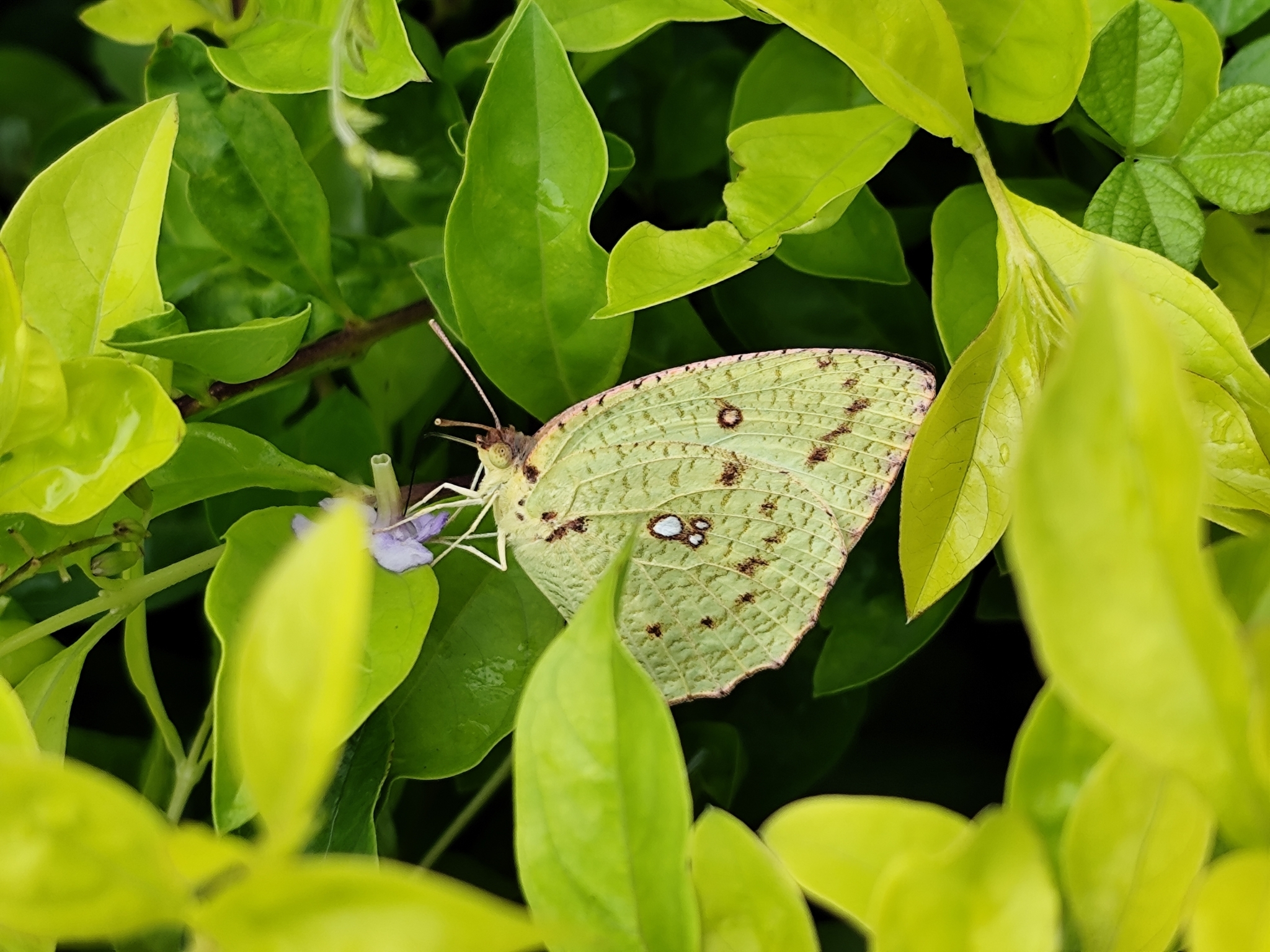 Mottled Emigrant