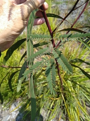 Acacia attenuata