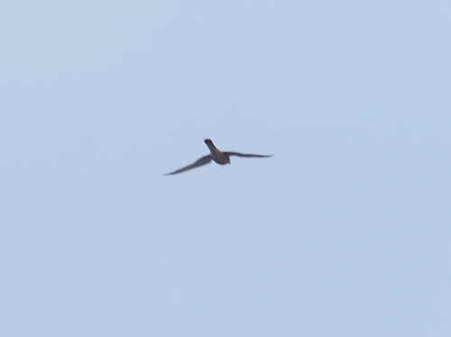 Eurasian Kestrel