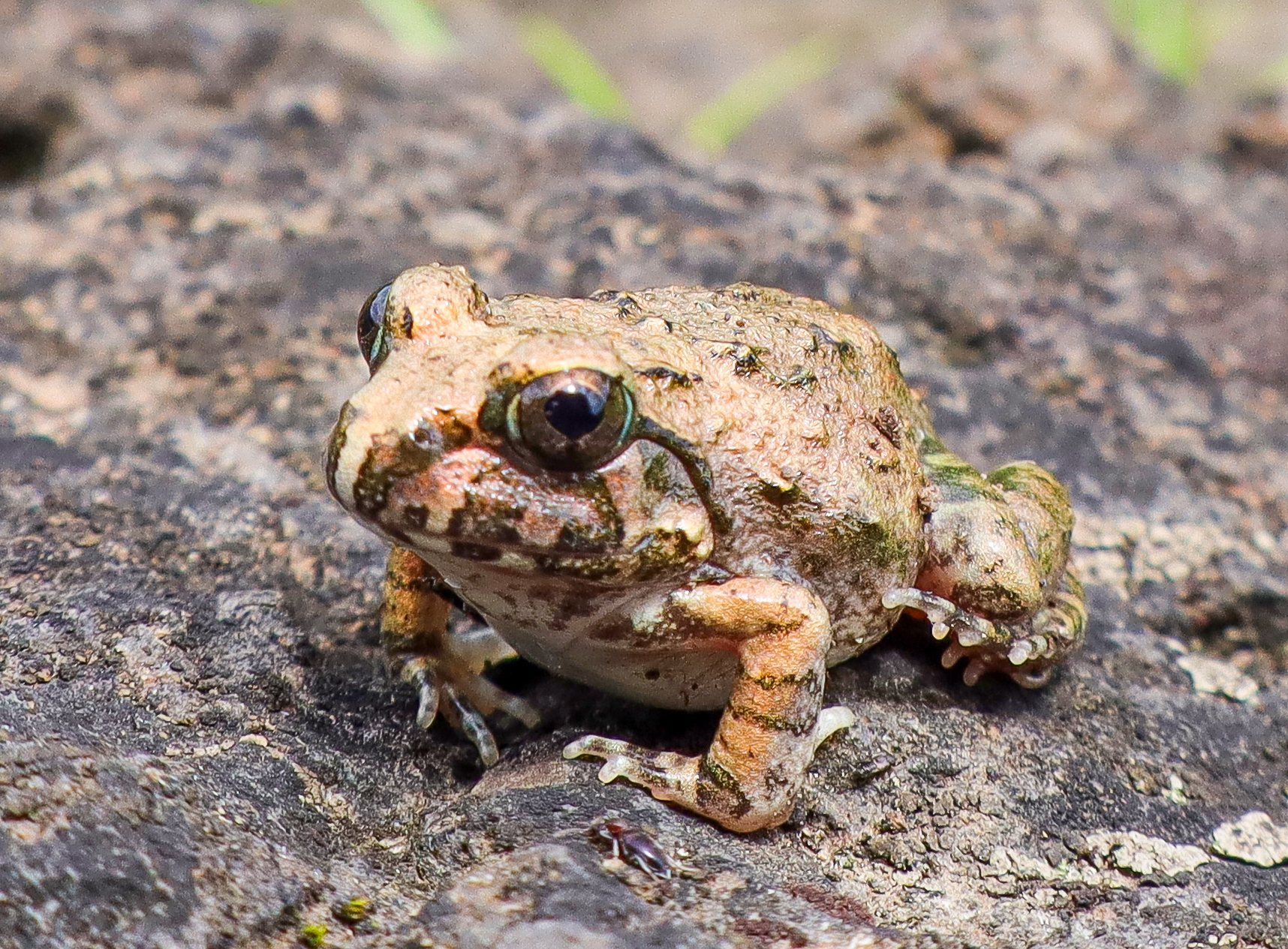 Maskeyi Burrowing Frog