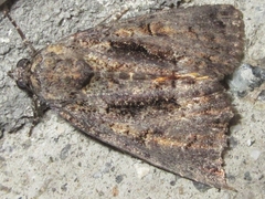 Mamestra brassicae