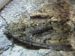 Mamestra brassicae