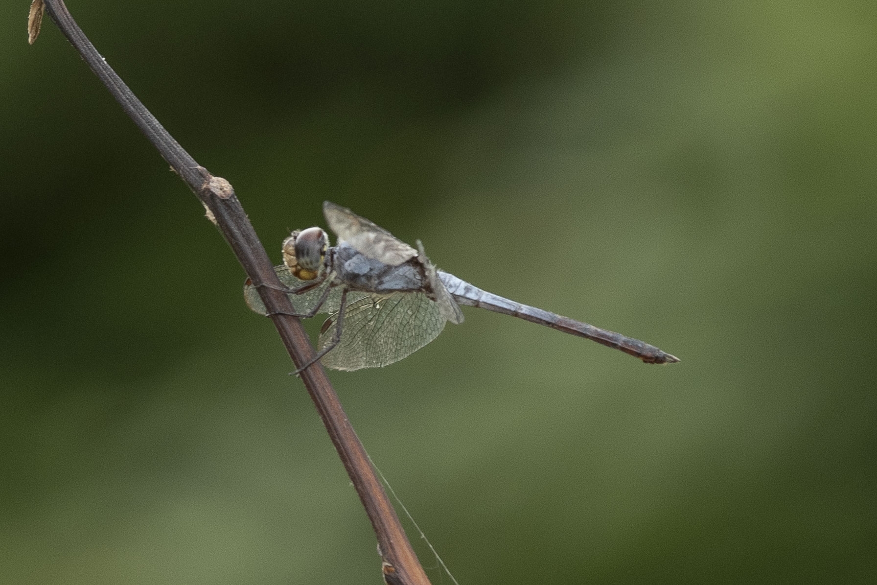 Yellow-Tailed Ashy Skimmer