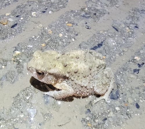 Asiatic Toad