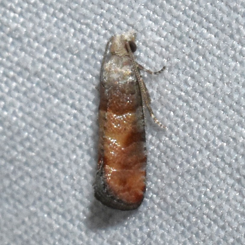 Rhyacionia aktita