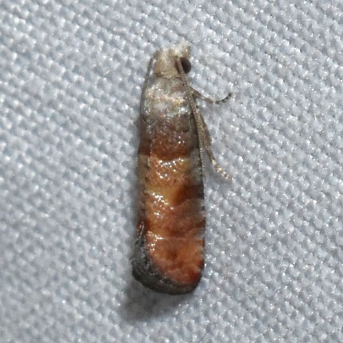 Rhyacionia aktita