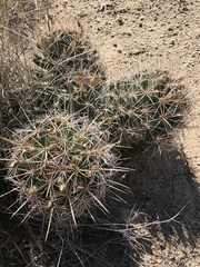 Coryphantha robustispina uncinata