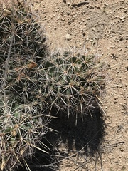 Coryphantha robustispina uncinata