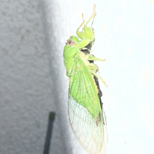 Photo of Kuroiwa cicada (Muda kuroiwae)