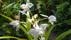 Spathoglottis micronesiaca