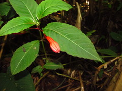 Fuchsia macrostigma