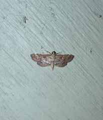 Samea multiplicalis