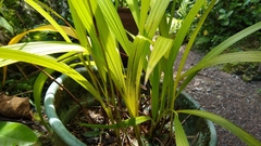 Spathoglottis micronesiaca