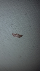 Samea multiplicalis